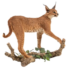 African Carcal Cat Full Body Mount