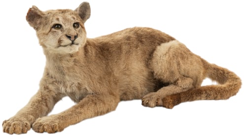 Juvenile Mountain Lion Full Body Mount