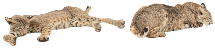 Pair of Bobcat Full Body Mounts