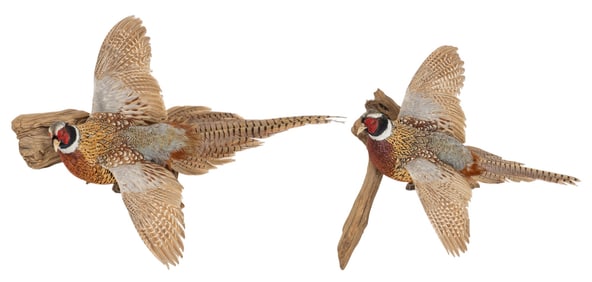 Pair of Flying Pheasant Taxidermy Mounts