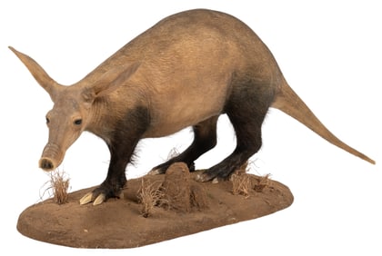 Aardvark Full Body Mount