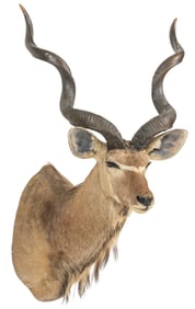 Greater Kudu Shoulder Mount