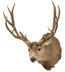 Mule Deer Shoulder Mount