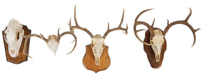 Collection of (4) Skull and Antler Mounts