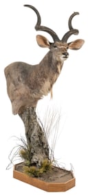 Kudu Shoulder Mount on Stand