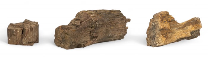 (3) Petrified Wood Specimens
