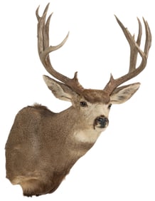 Mule Deer Shoulder Mount