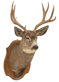 Mule Deer Shoulder Mount