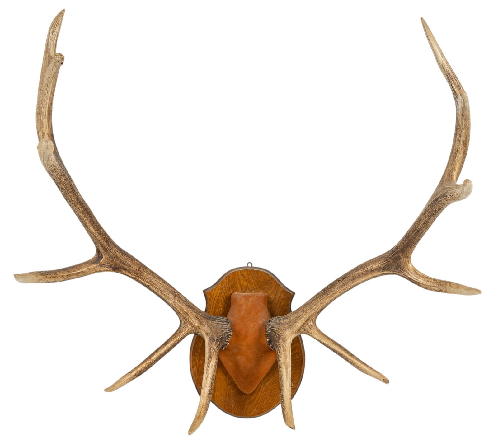 Elk Horn Mount (1 of 5)