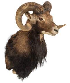 Corsican Sheep Shoulder Mount
