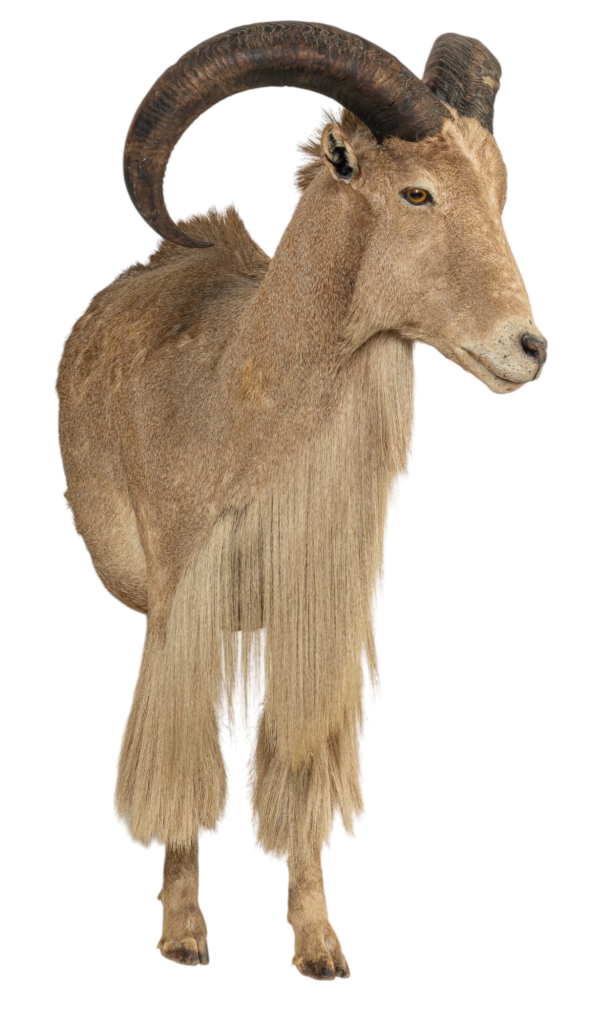 Audad Sheep Half Body Mount (1 of 7)