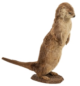 Otter Full Body Mount