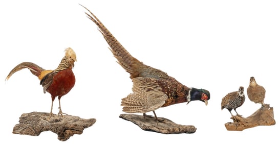 Collection of  Pheasant and Quail Full Body Mounts