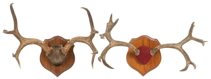 Pair of Mule Deer Antler Mounts