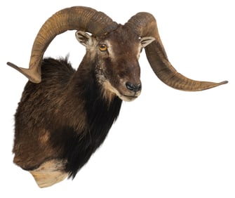 Black Corsican Ram Shoulder Mount