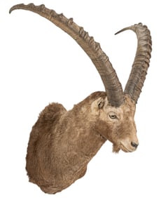 Siberian Ibex Shoulder Mount