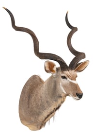 Kudu Shoulder Mount