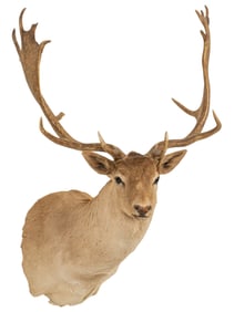 Fallow Deer Shoulder Mount