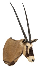 Gemsbok Shoulder Mount