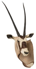Gemsbok Shoulder Mount
