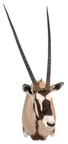 Gemsbok Shoulder Mount
