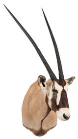 Gemsbok Shoulder  Mount