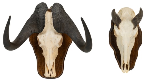 (2) Skull and Horn Mounts