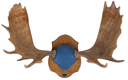 Pair of Moose Antlers