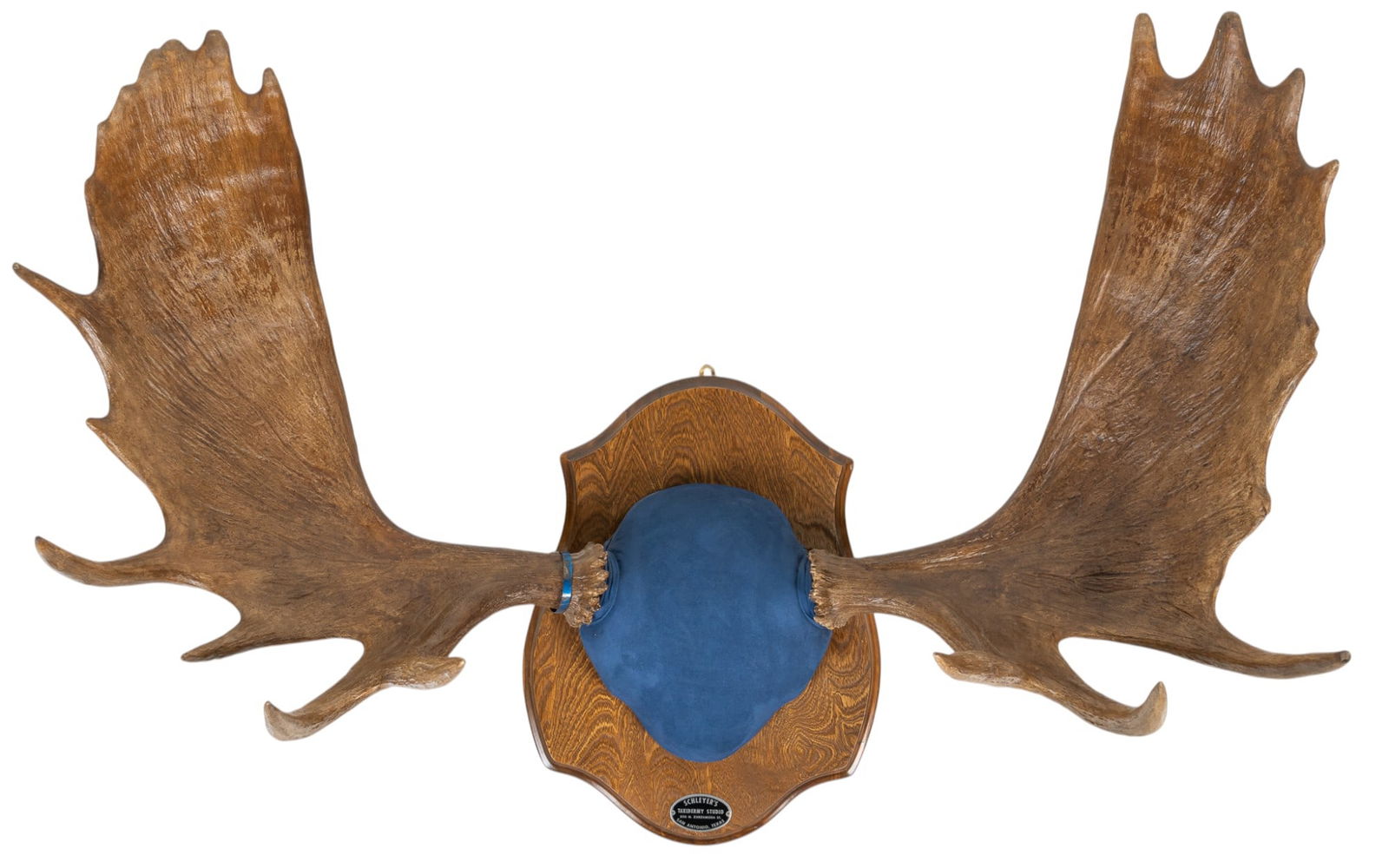 Pair of Moose Antlers (1 of 8)