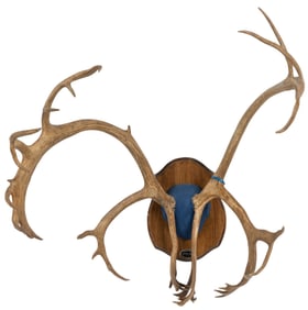 Pair of Caribou Antlers