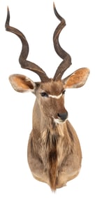 Kudu Shoulder Mount