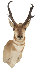 Pronghorn Shoulder Mount