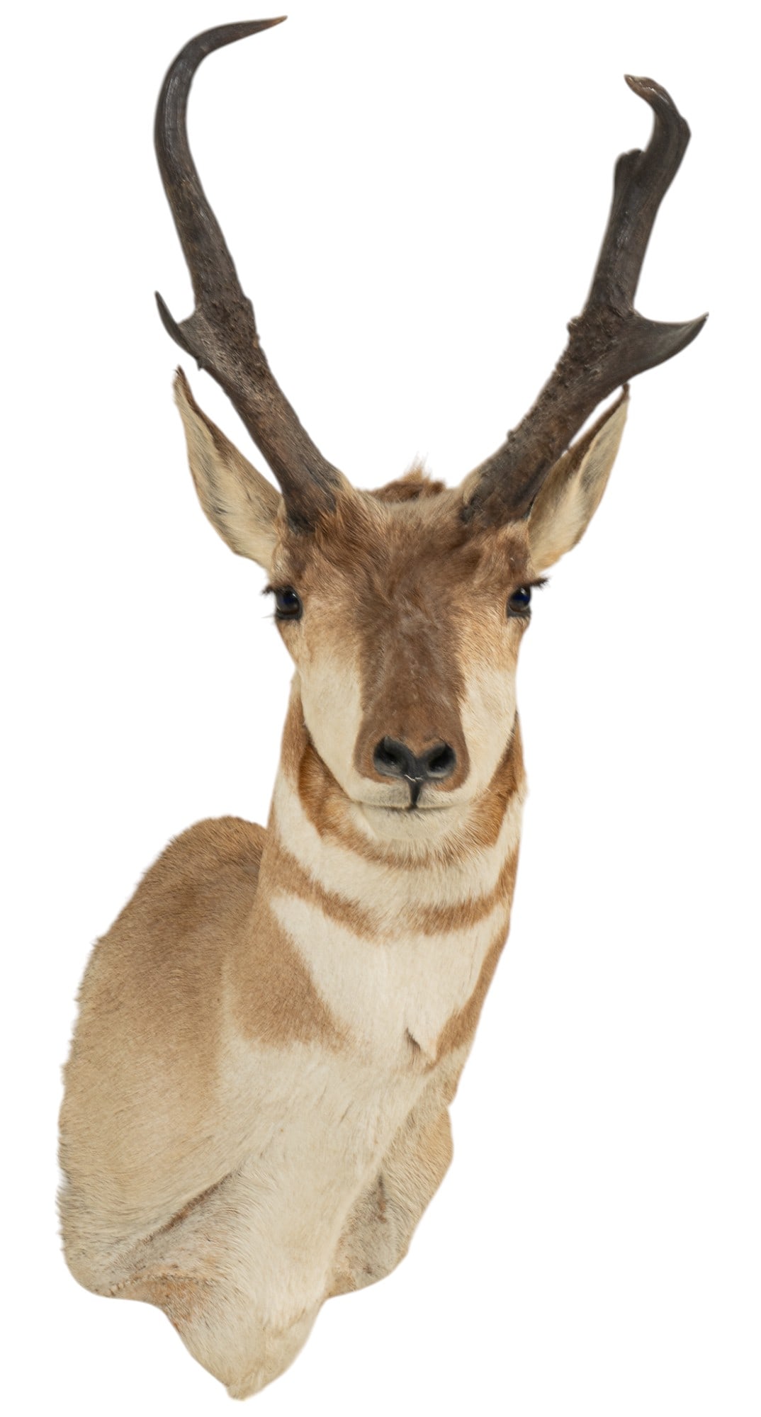 Pronghorn Shoulder Mount (1 of 7)
