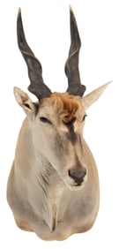 Eland Shoulder Mount