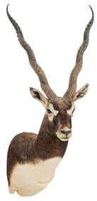Blackbuck Shoulder Mount