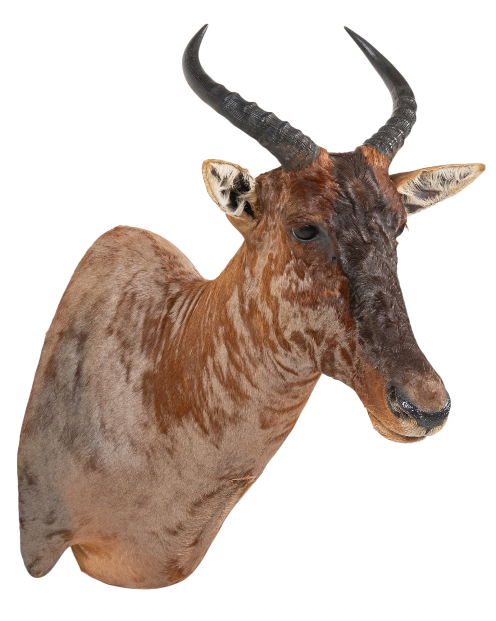 Red Hartebeest Shoulder Mount (1 of 7)