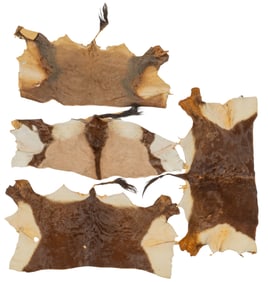Group of (4) Animal Hides