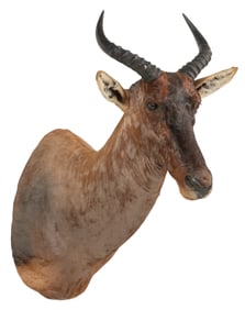 Tsessebe Antelope Shoulder Mount