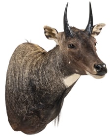 Nilgai Shoulder Mount