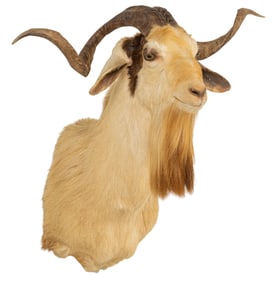 Goat Shoulder Mount