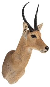 Reedbuck Antelope Shoulder Mount
