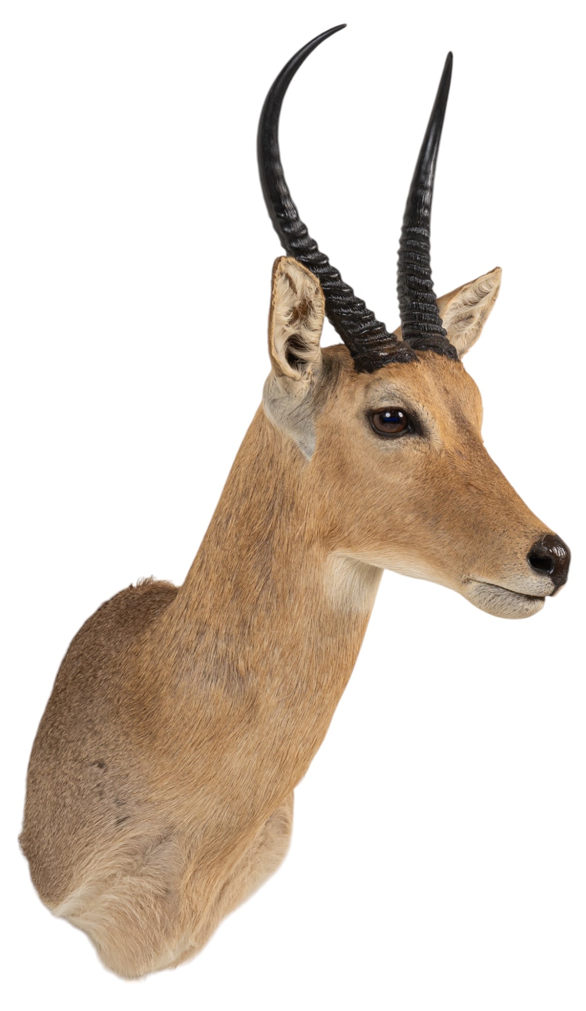 Reedbuck Antelope Shoulder Mount (1 of 7)