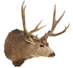 Mule Deer Shoulder Mount