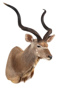 Kudu Shoulder Mount