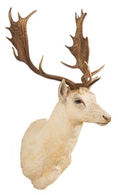White Fallow Deer Shoulder Mount