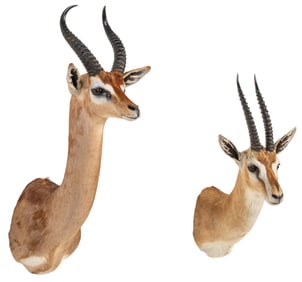 (1) Gerenuk and (1) Grant's Gazelle Shoulder Mounts