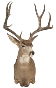 Mule Deer Shoulder Mount