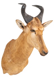 Red Hartebeest Shoulder Mount
