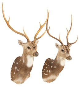 Pair of Axis Deer Shoulder Mounts