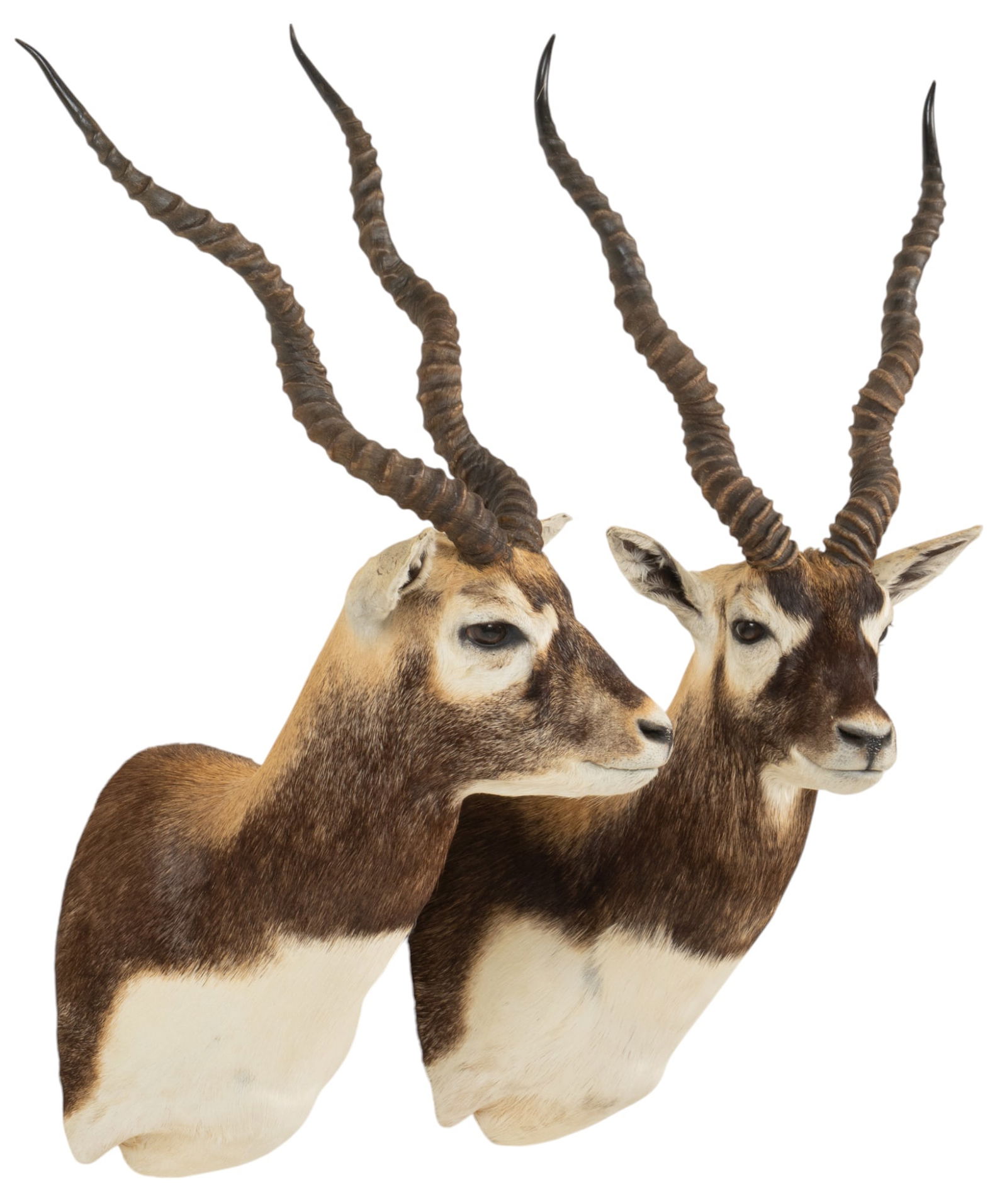 (2) Blackbuck Shoulder Mounts (1 of 8)